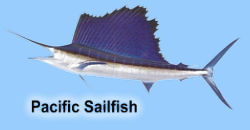 pacific_sailfish.jpg